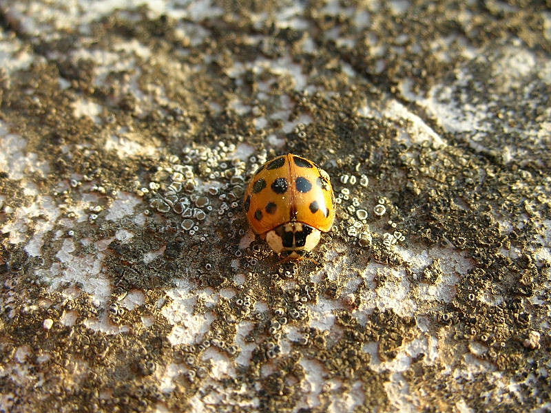 Harmonia axyridis?